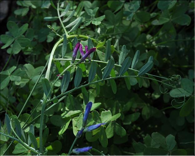 Vicia_monantha_calcarata_SP