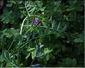 Vicia_monantha_calcarata_SP