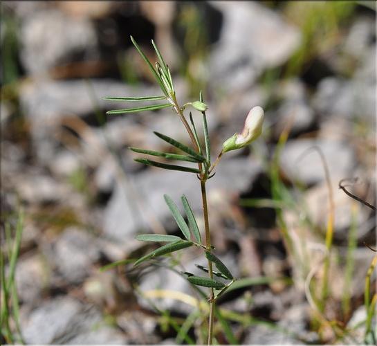 Vicia_saxatilis_SP