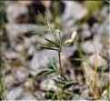 Vicia_saxatilis_SP