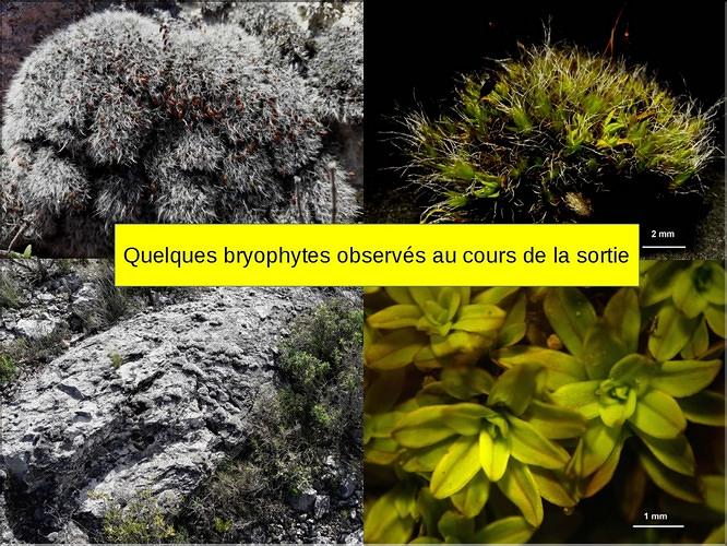 X_Bryophytes
