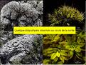 X_Bryophytes
