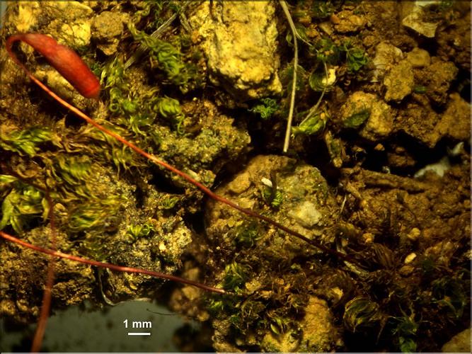 X_Bryum_capillare_LT