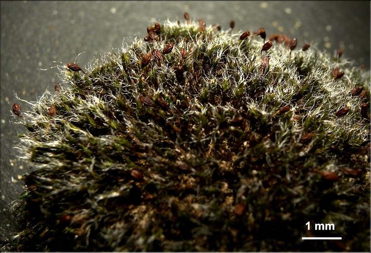 X_Grimmi_orbicularis_aLT