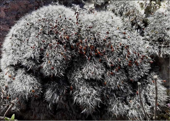 X_Grimmia_orbicularis1_LT