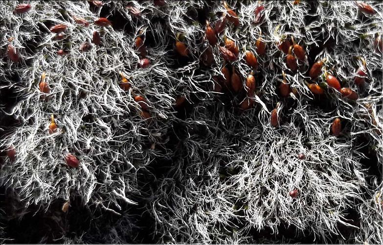 X_Grimmia_orbicularis2_LT