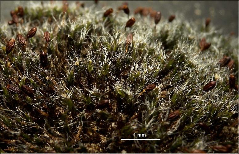 X_Grimmia_orbicularis_bLT