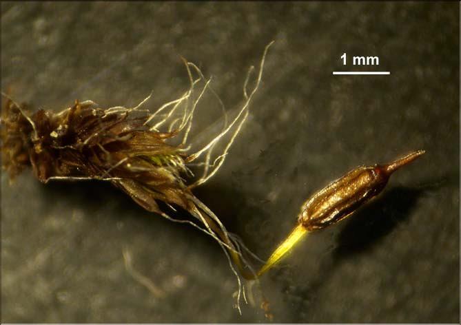 X_Grimmia_pulvinata_b_LT