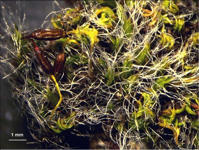 X_Grimmia_pulvinata_c_LT