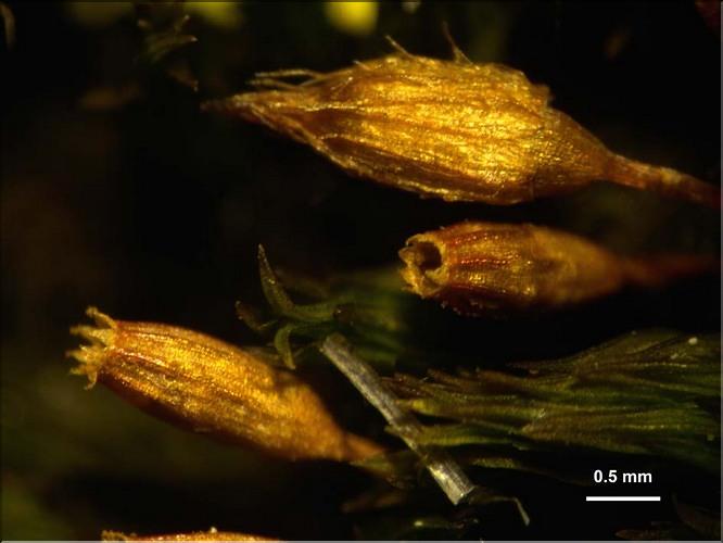 X_Orthotrichum_anomalum_capsules_coiffe_LT