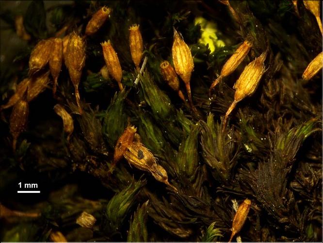 X_Orthotrichum_anomalum_LT