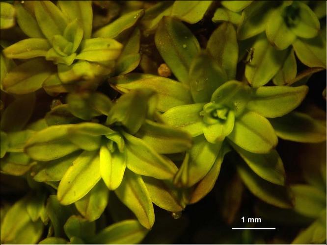 X_Tortula_inermis_a_LT