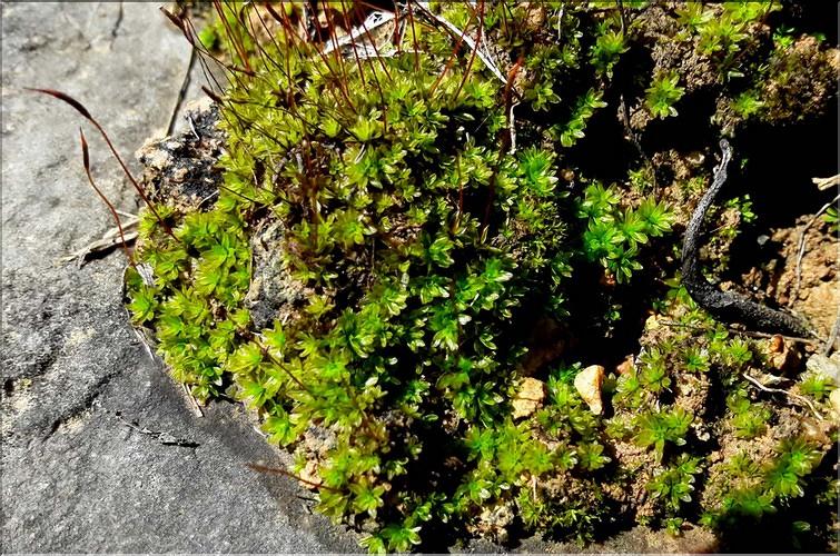 X_Tortula_inermis_LT