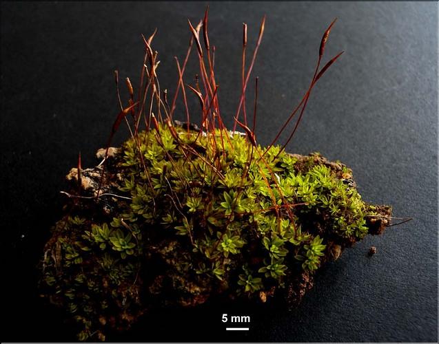 X_Tortula_inermisb__LT