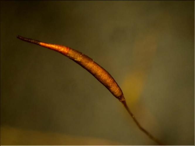 X_Tortula_muralis_capsule_coiffe_LT