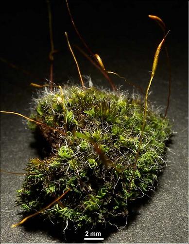 X_Tortula_muralisa_LT