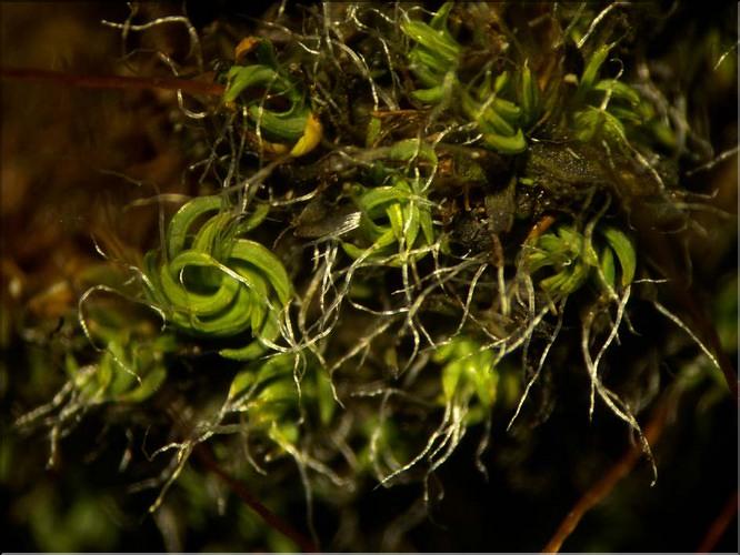 X_Tortula_muralisb_LT