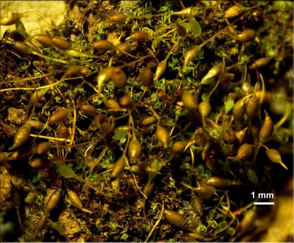 X_Weissia_condensa_aLT