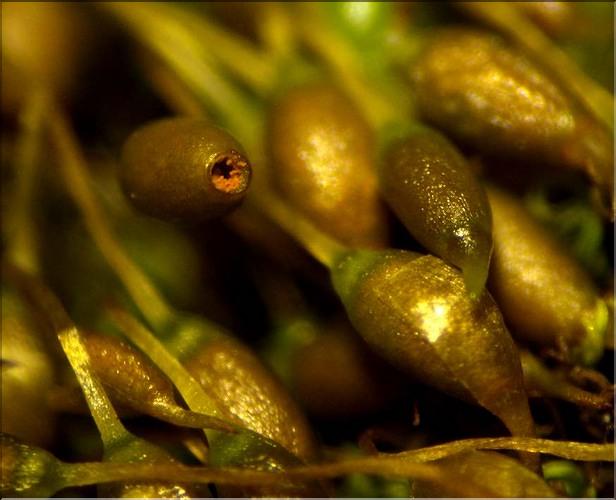 X_Weissia_condensa_capsule_ spores_LT