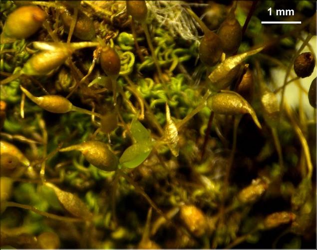 X_Weissia_condensa_capsules_coiffes_LT
