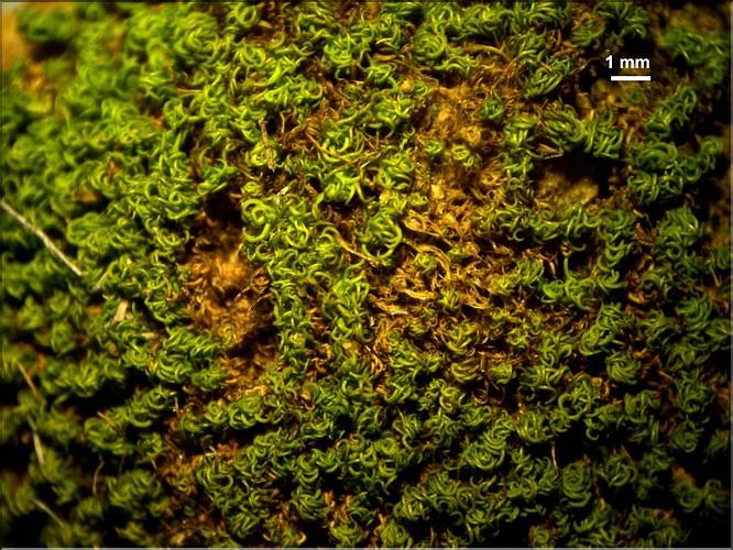 X_Weissia_condensa_sterile_LT