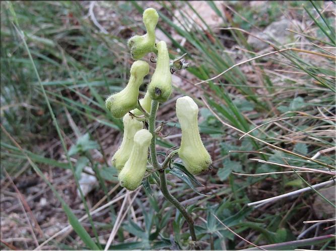 Aconitum_lycoctonum_neapolitanum_MB