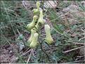 Aconitum_lycoctonum_neapolitanum_MB