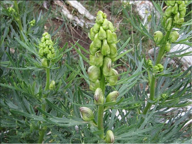 Aconitum_napellus_vulgaris_MB