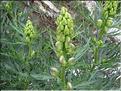 Aconitum_napellus_vulgaris_MB