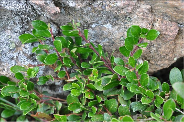 Arctostaphylos_uva_ursi1_SP