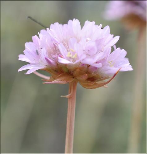Armeria_arenaria2_SP