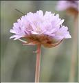 Armeria_arenaria2_SP