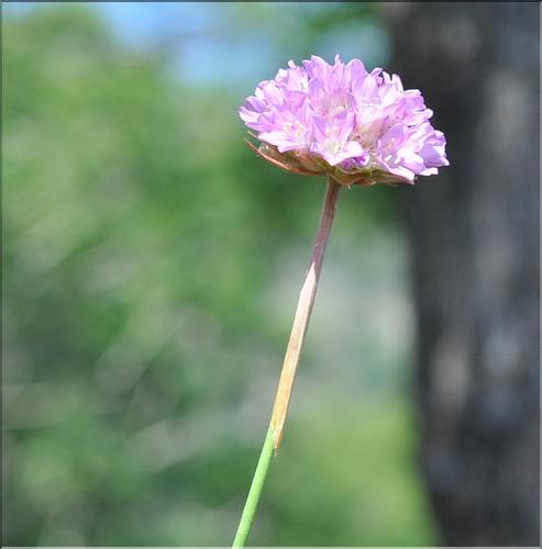 Armeria_arenaria3_SP