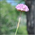 Armeria_arenaria3_SP