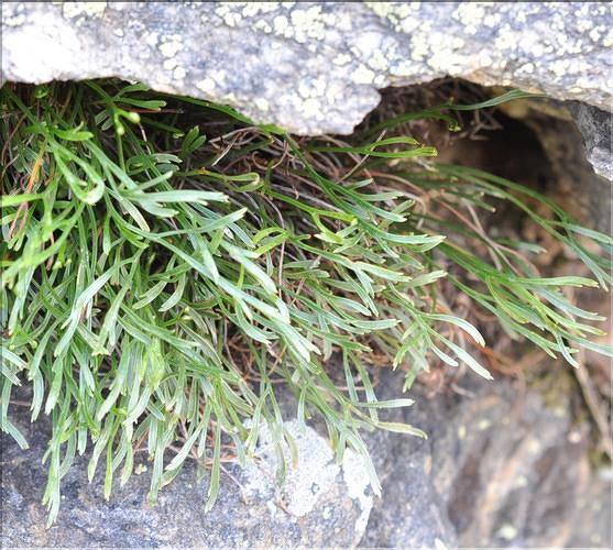 Asplenium_septentrionale_SP