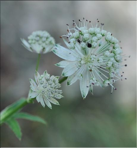 Astrantia_major_SP