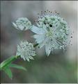 Astrantia_major_SP