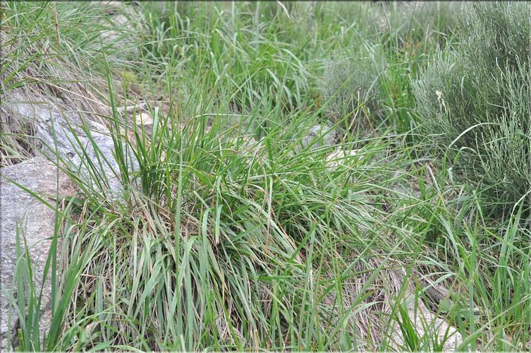 Calamagrostis_arundinacea1_SP