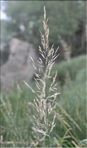 Calamagrostis_arundinacea_SP