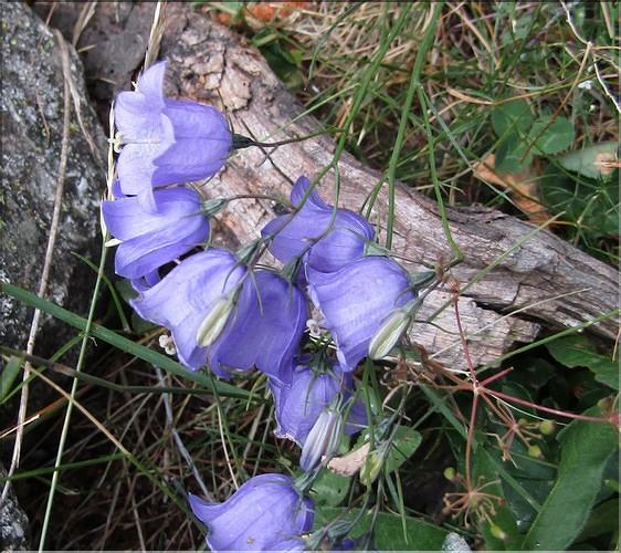 Campanula_ficarioides_MB