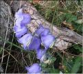 Campanula_ficarioides_MB