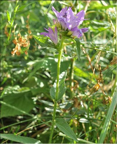 Campanula_glomerata1_SP
