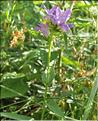 Campanula_glomerata1_SP