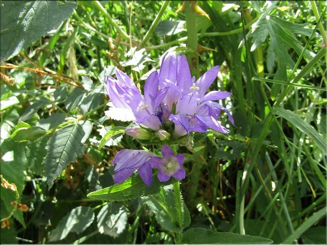 Campanula_glomerata_MB