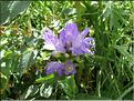 Campanula_glomerata_MB