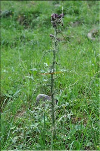 Cirsium_palustre1_SP