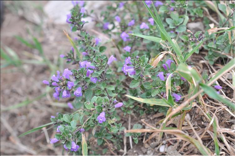 Clinopodium_alpinum1_SP