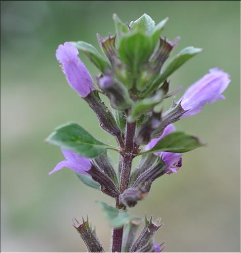 Clinopodium_alpinum_SP