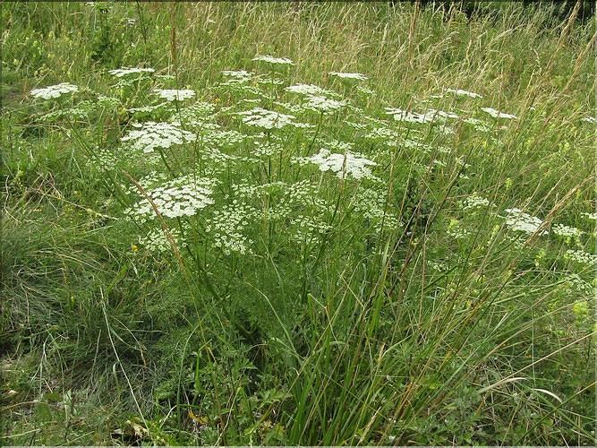 Coristospermum_lucidum1_MB