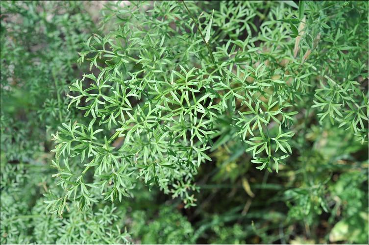 Coristospermum_lucidum2_SP